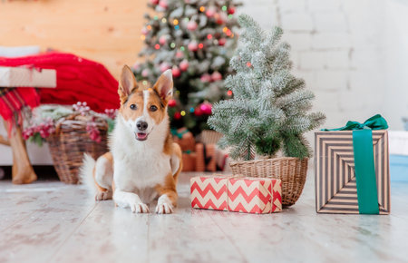 Happy New Year, Christmas holidays and celebration. Dog near the Christmas tree.の写真素材
