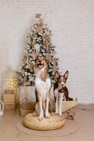Happy New Year, Christmas holidays and celebration. Dog near the Christmas tree.の写真素材