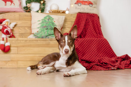 Border collie dog breed lying down at home. Cozy interior. Pet friendly. Domestic dogの写真素材