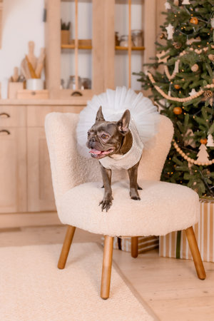 Happy New Year, Christmas holidays and celebration. French Bulldog breedの写真素材