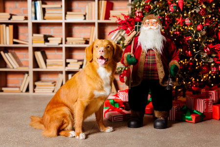 Dog Nova Scotia Duck Tolling Retriever. Happy New Year, Christmas holidays and celebration.の写真素材