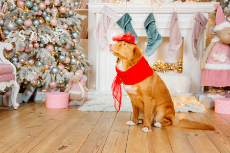 Dog Nova Scotia Duck Tolling Retriever. Happy New Year, Christmas holidays and celebration.の写真素材