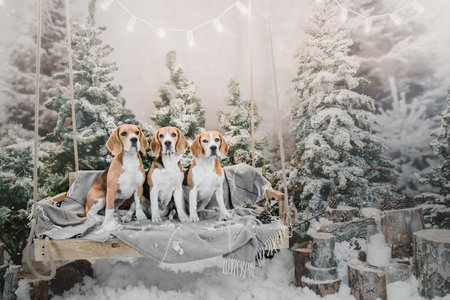 Beagle dogs in winter scenery with lights and Christmas trees. holiday, New Year, interior, christmasの写真素材