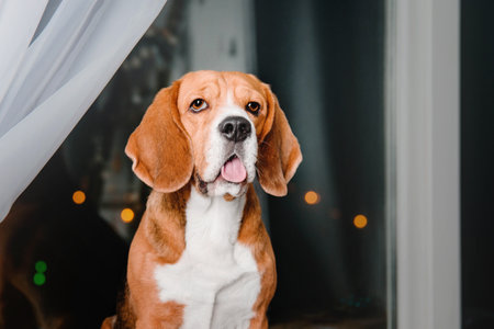 Happy New Year, Christmas holidays and celebration. Beagle dogの写真素材