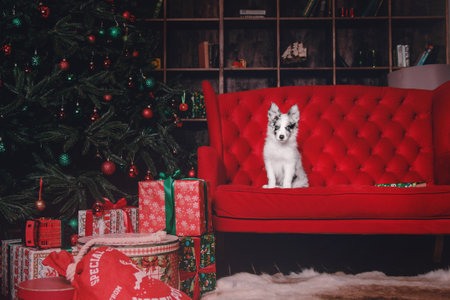 Border Collie puppy sitting on a red couch. Christmas and New Yearの写真素材