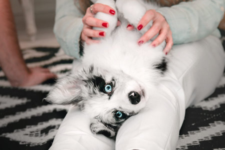 Border Collie puppy lying on the knees of his ownerの写真素材