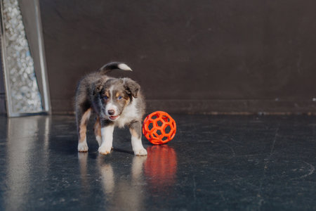Border Collie Puppy playing with orange ballの写真素材