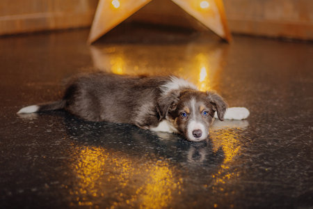 Adorable Border Collie Puppy Relaxing at Homeの写真素材