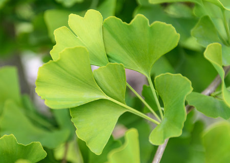 ginkgo biloba leaves