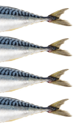 mackerel fish isolatedの写真素材