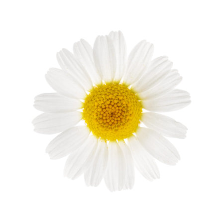 Chamomiles isolated on white background. cutoutの写真素材