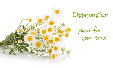 Chamomiles isolated on white backgroundの写真素材