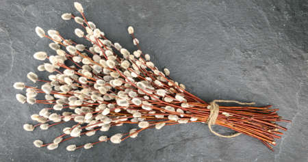 Willow twigs on stone with copy spaceの写真素材