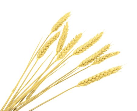Wheat isolated on white. without shadowの写真素材