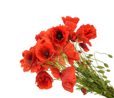Red poppies (common names: common poppy, corn poppy, corn rose, field poppy, Flanders poppy, red poppy, red weed, coquelicot) on white backgroundの写真素材