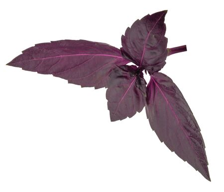 Red basil leaves isolated without shadowの写真素材