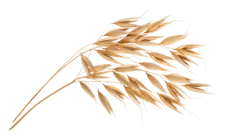 Oat plant isolated on white without shadowの写真素材