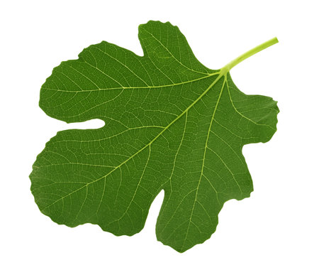 Fig leaf isolated on white background clipping path