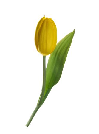 yellow tulip flower isolated without shadow clipping pathの写真素材