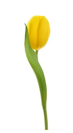 yellow tulip flower isolated without shadowの写真素材