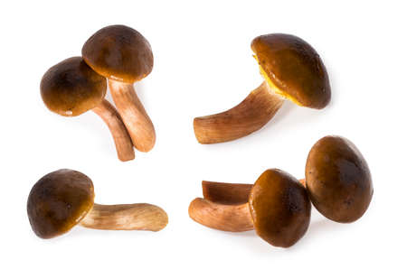 Honey fungus isolated on white backgroundの写真素材