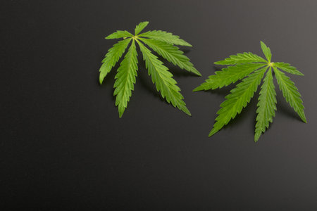 Marijuana leaves top view with copy space