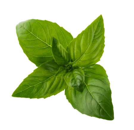 Basil leaf isolated without shadow