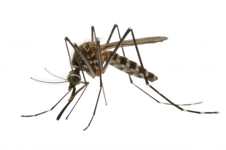 Extreme close-up of a mosquito showing intricate details of its body, segmented legs, striped abdomen, and delicate wings against a stark white background.の素材