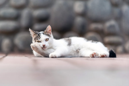 Black White Cat at the ground
