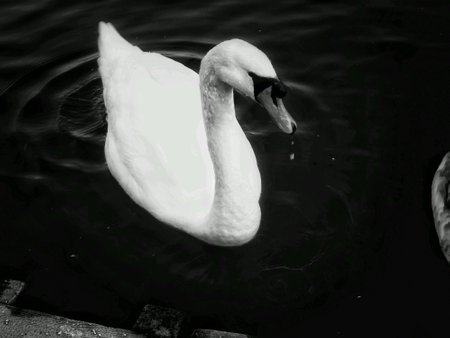 Monochrome of a swan on waterの素材