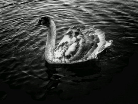 Monochrome of a swan on waterの素材