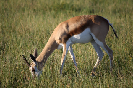 Springbok Grazing in the Botswana Grasslandの写真素材