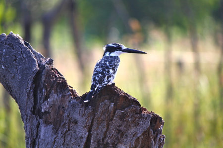 Pied Kingfisher in Okavango Riverの写真素材