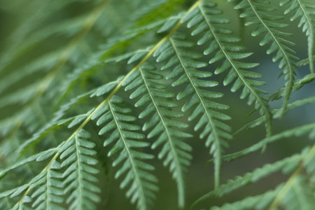 Evergreen fern Cibotium barometz or herbal medicine chain fern Woodwardia Fimbriata or Giant Chain...