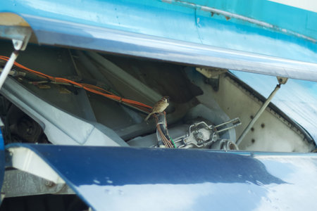 Tiny little bird inside airplane wing awning