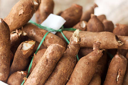 Pile of Cassava, also called manioc, yuca, balinghoy, mogo, mandioca, kamoteng kahoy, tapioca and manioc root, a woody shrub of the Euphorbiaceae family native to South Americaの写真素材