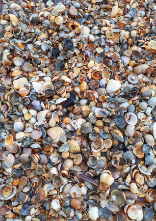 Shell rock on the beach texture