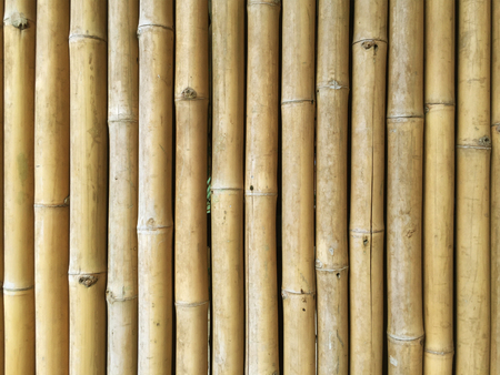Yellow Bamboo Wallの写真素材