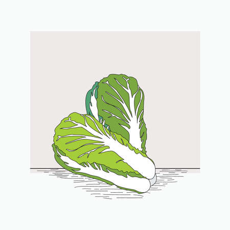 chinese cabbage - hand drawn vector illustrations for food cartoon logoのイラスト素材