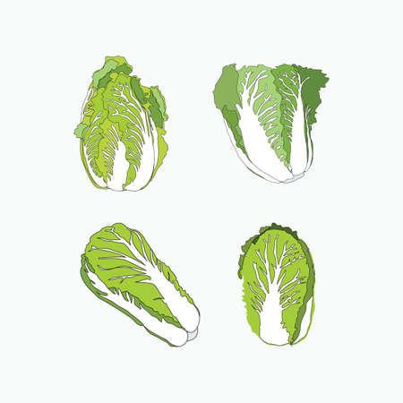 chinese cabbage set - hand drawn vector illustrations for food cartoon logoのイラスト素材
