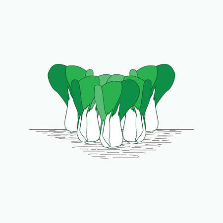 chinese cabbage - hand drawn vector illustrations for food cartoon logoのイラスト素材