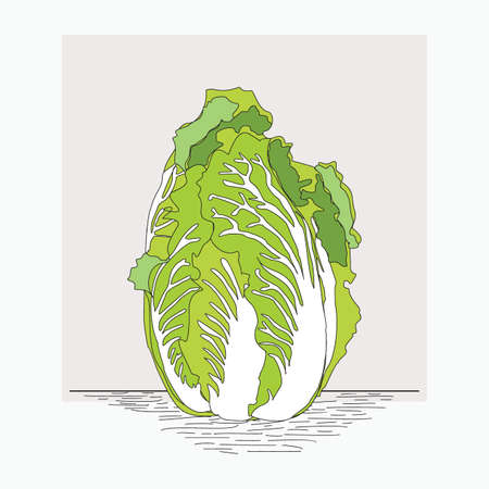 chinese cabbage - hand drawn vector illustrations for food cartoon logoのイラスト素材