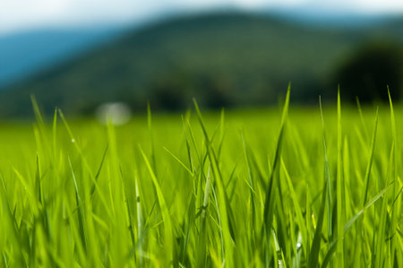 Grass field with zoom viewの写真素材