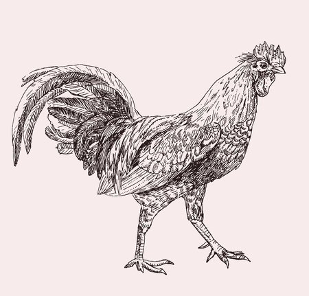 Hand drawn illustration of cockのイラスト素材