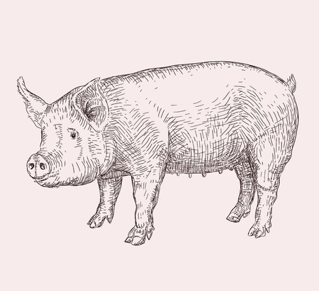 Hand drawn illustration of pigのイラスト素材