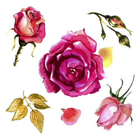 Watercolor garden roses elements setのイラスト素材