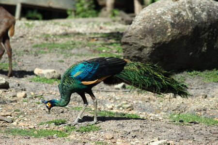 Peacocksの写真素材