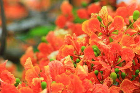 peacock  Flowerの写真素材