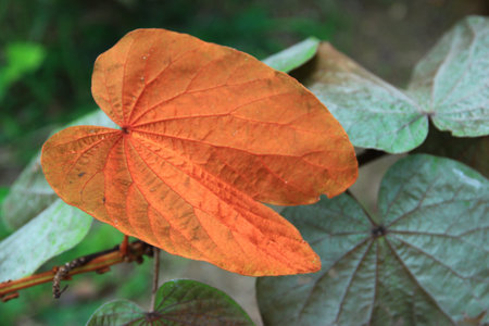 Gold leaf is very beautifulの写真素材