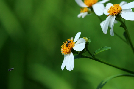 Beautiful flowersの写真素材
